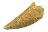 Serrated, Raptor Tooth - Real Dinosaur Tooth #285172-1